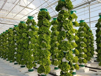 Vertical Hydroponics Farming