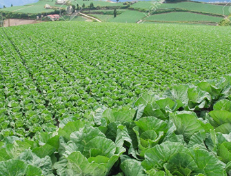 Open Field Farming