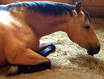 Animal Bedding
